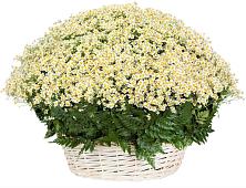 Цветочная композиция из Ромашки в корзине #REPLACE_PRED# Дагомысе